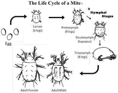 Dust mite life cycle