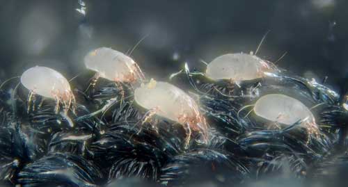 House_dust_mites